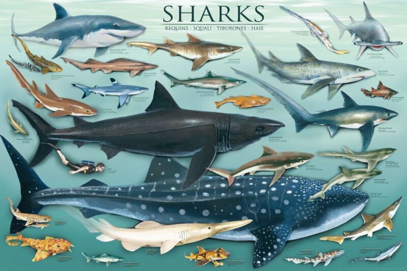 Sharks, Poster von Safari Ltd.