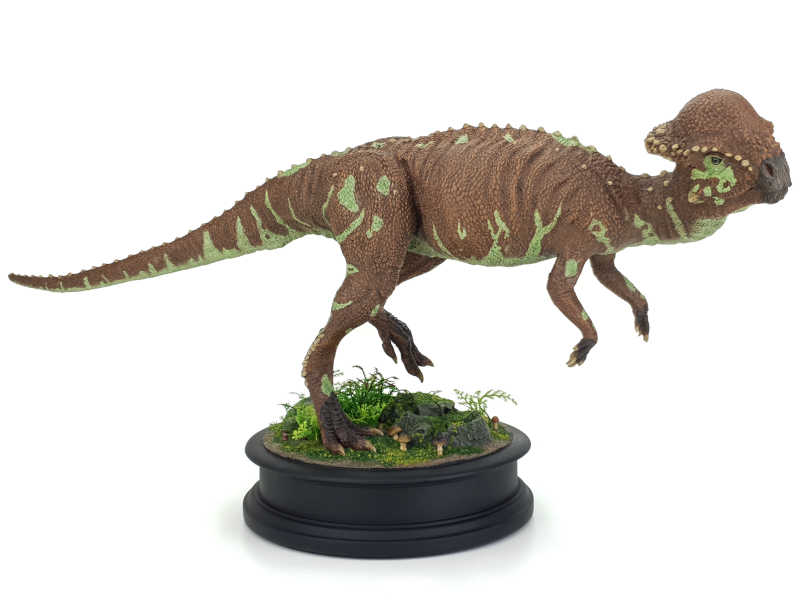 Stegoceras, Dinosaurier Modell von Charlie McGrady