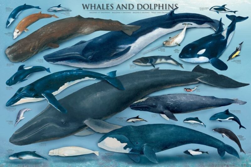 Whales and Dolphins, Poster von Safari Ltd.