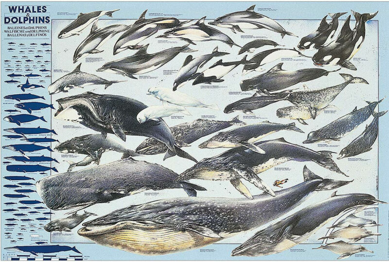 Whales and Dolphins - 2, Poster von Safari Ltd.