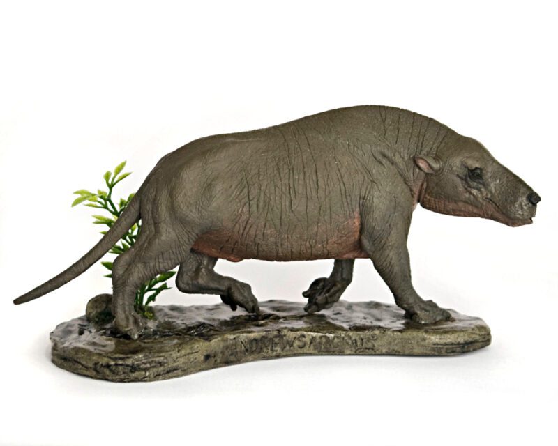 Andrewsarchus, Modell von Vitali Klatt