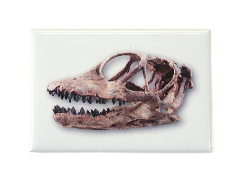 Spinophorosaurus, Dinosaurier Schädel Magnet
