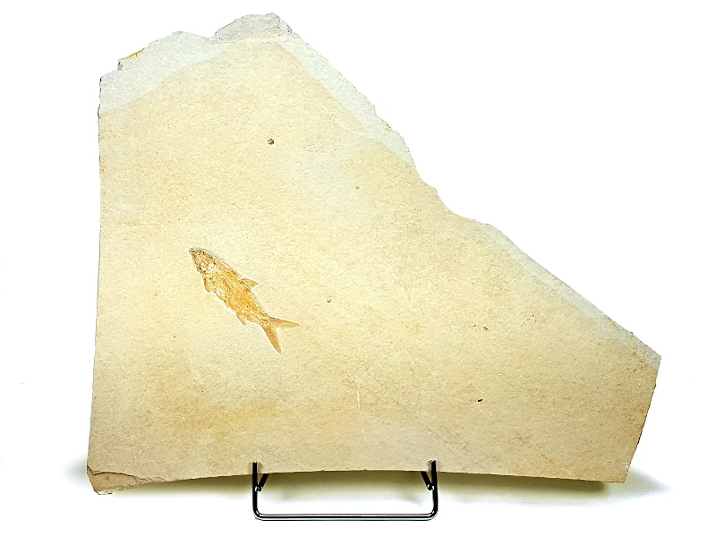Caturus furcatus, Fisch Fossil
