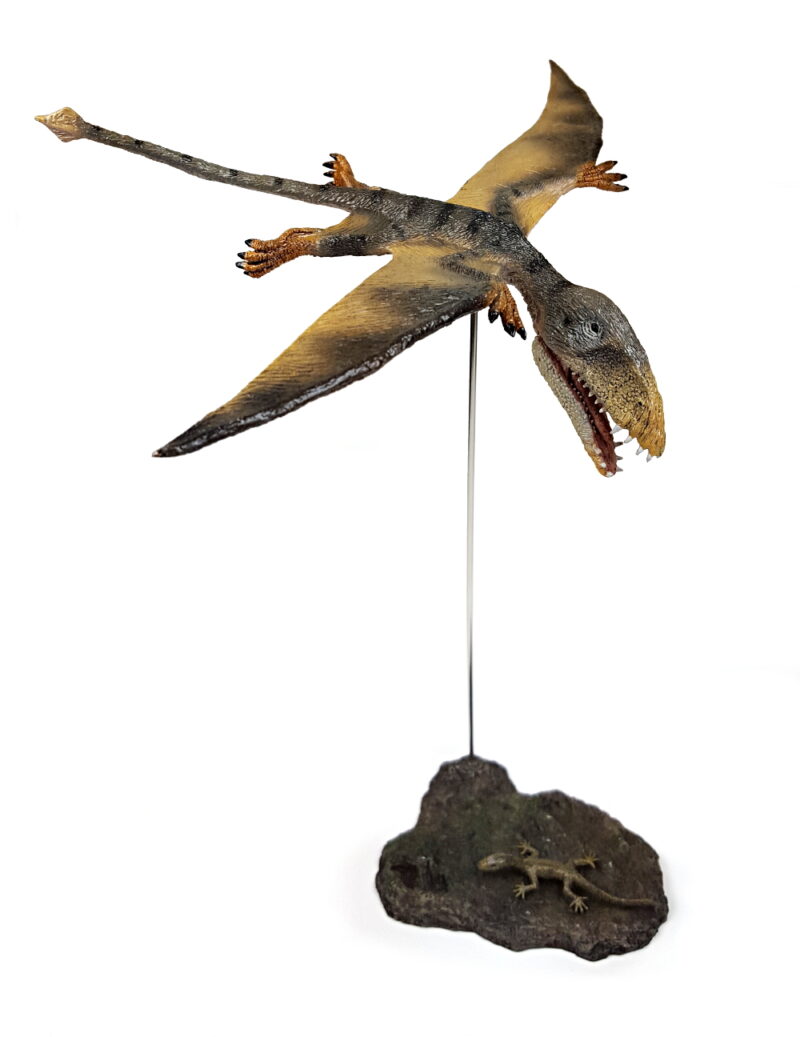 Dimorphodon 'Judy' fliegend, Flugsaurier Modell von Rebor