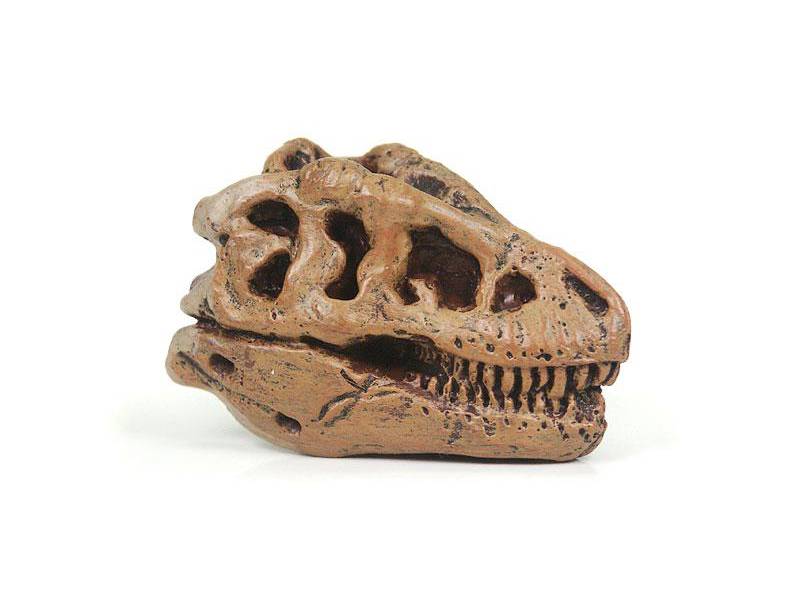 T-Rex Mini-Schädel Dinosaurier von Safari Ltd.