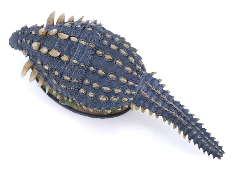 Polacanthus, Dinosaurier Modell von Nikola Roglic – Bild 7